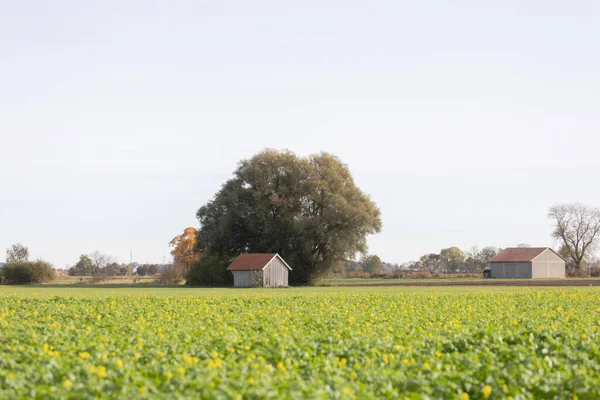 Vista Sobre Campos Violación Granero Bajo Árbol Cerca Hiltenfingen — Foto de Stock