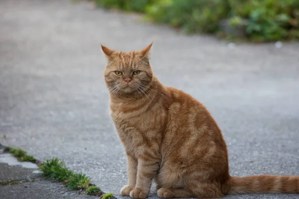 Red British Shorthair Cat Looks Grumpy Camera — Stock Photo, Image