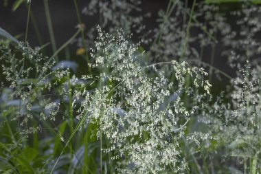 Çiçekli çim bıçakları güneş ışığında panikliyor.