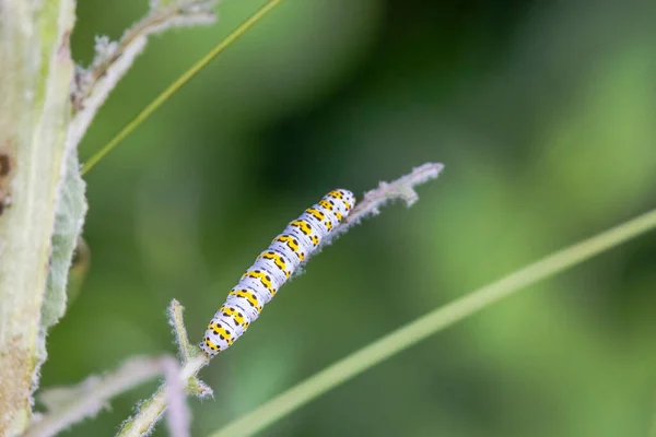 ムレーン植物の葉にムレーン僧のカラフルな冬虫夏草 — ストック写真