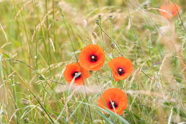 Çayırdaki Çiğ Taneleriyle Kaplı Haşhaş Çiçeği — Stok fotoğraf