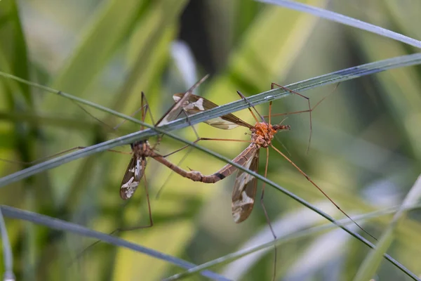 Riesige Mücken Auf Einem Grashalm Während Der Paarung — Stockfoto