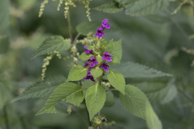Yumuşak kenevir dişlerinin çiçeklerinin önünde uçan sinek.
