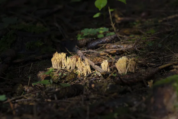 金银花科植物中的珊瑚蘑菇产于森林地面 — 图库照片