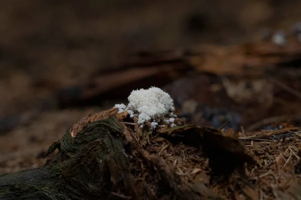 枯れ木の根にある抗型粘菌 — ストック写真