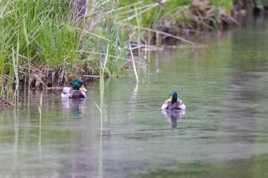 İki yaban ördeği nehirde yüzüyor.