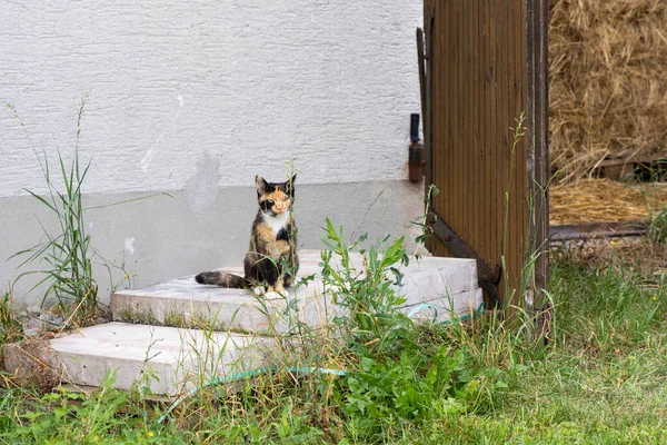 Tři Barvy Šťastná Kočka Želvovinou Zbarvení Přední Části Farmy — Stock fotografie