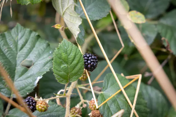 Reife Brombeeren Auf Einem Brombeerbusch — Stockfoto