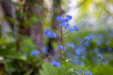 Kafkaslar Bokeh çemberli bulanık bir arka plana karşı 