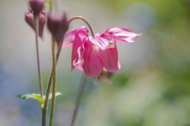 Bulanık bir arkaplan ve sığ bir alan derinliğine sahip bir müktesebatın çiçekleri