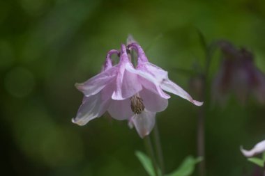 Bulanık bir arkaplan ve sığ bir alan derinliğine sahip bir müktesebatın çiçekleri