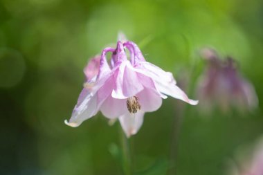 Bulanık bir arkaplan ve sığ bir alan derinliğine sahip bir müktesebatın çiçekleri