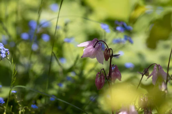 Kwiaty Acquelei Rozmytym Tle Płytkiej Głębi Ostrości — Zdjęcie stockowe