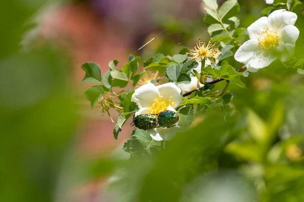 Цветочный Узор Цветах Бобровой Розы — стоковое фото