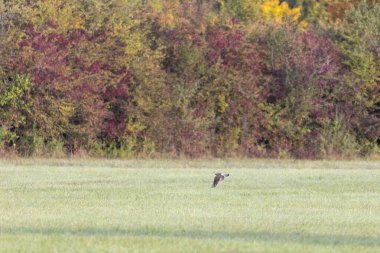 Kara Şahin ormanın kenarındaki çayırda uçuyor.