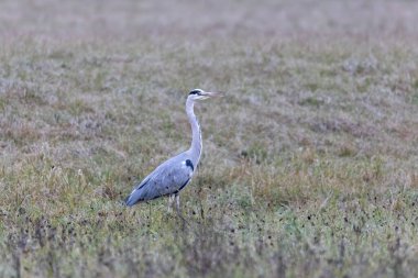 Gri balıkçıl çimenlerde oturur ve avını arar.