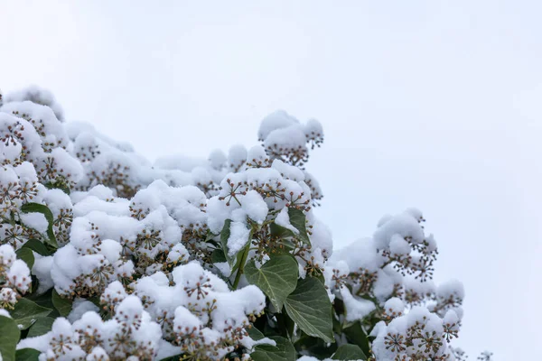 Dichte Besneeuwde Bladeren Bloemschermen Van Een Oude Klimop Winter — Stockfoto
