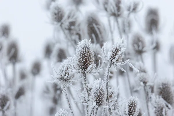 Sneeuw Bedekte Gedroogde Resten Van Bloem Umbels Winter Tegen Wazige — Stockfoto