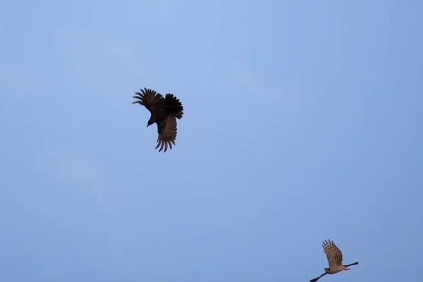 Luftkampf Zwischen Einer Krähe Und Einem Falken — Stockfoto
