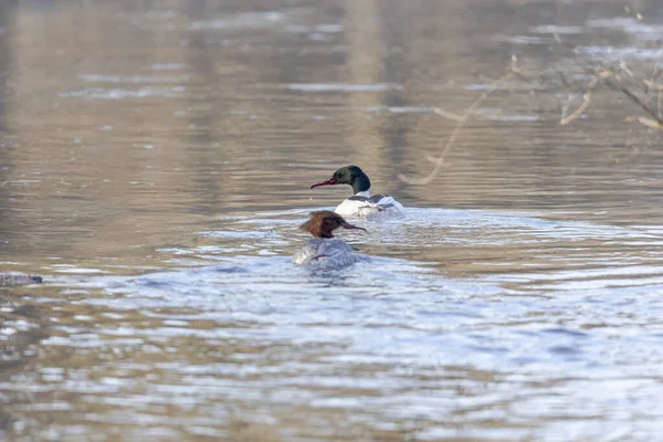 ゴサンダーペアは水中で泳ぐ — ストック写真