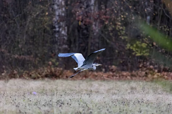 Garza Gris Volando Sobre Prado Borde Del Bosque —  Fotos de Stock