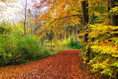 Sonbahar yapraklarıyla kaplı orman yolu renkli ormanlarla kaplı.