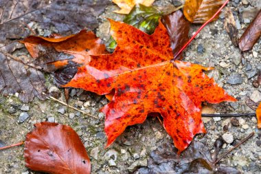 Sonbaharda orman zemininde parlak kırmızı akçaağaç yaprağı