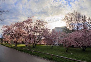 Münih 'teki Petuelpark' ta baharda bulutlu bir günde çiçek açan süslü kiraz ağaçları.
