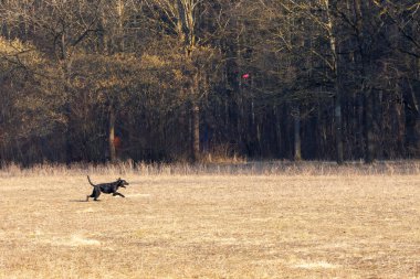 Kara köpek Stempflesee, Augsburg yakınlarındaki bir kış çayırında kırmızı bir frizbiyi kovalıyor. 19 Şubat 2025.