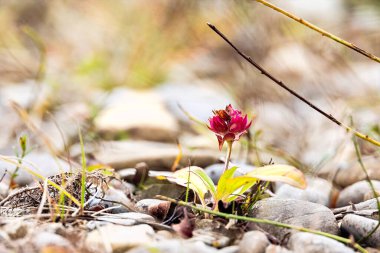 Small pink red wildflower emerging between pebbles on a dry riverbed
