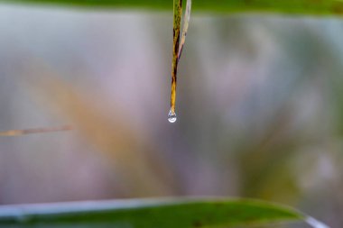 Water droplet hanging from grass blade reflecting light in soft background