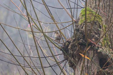 Small bird perched on mossy tree trunk surrounded by thin wet branches on foggy morning
