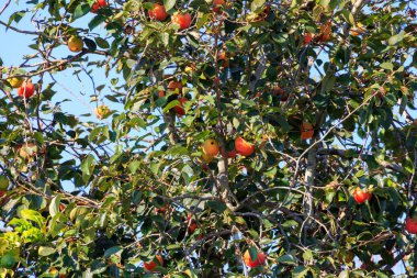 Close up of ripe apples hanging on a tree in warm autumn light Portugal Ovar 9.10.2025