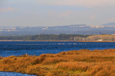 Distant view of lagoon and flamingo flock with layered hills and golden marshes, Portugal, Q.ta das Ricos, 9 October 2025