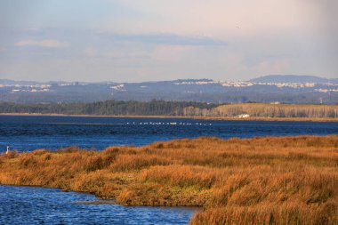 Distant view of flamingo flock across wide lagoon with layered landscape and golden marsh plants, Portugal, Q.ta das Ricos, 9 October 2025