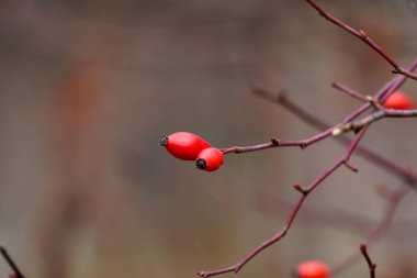 Güz sonu Almanya, Münih, 21 Kasım 2025 'te parlak kırmızı gül kalçalarına yakın çekim