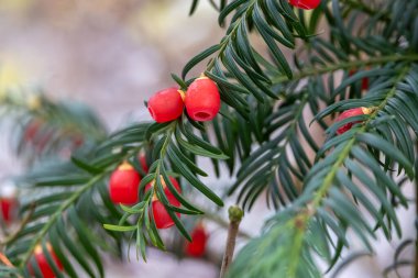 Avrupa porsukları her daim yeşil olan Almanya, Münih, 21 Kasım 2025