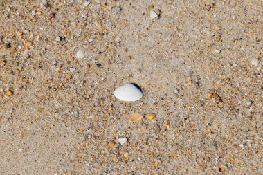 Portekiz, Ovar Furadouro, 10.10.2025, ince desenli kumsalda yatan tek beyaz deniz kabuğu..