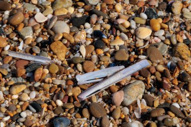 Islak kıyı şeridinde çeşitli jilet kabukları ve çakıl taşları Portekiz, Ovar Furadouro, 10.2025.