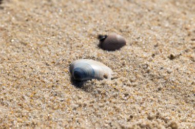 Kısmen gömülü mavi ve beyaz deniz kabuğu güneşli sahil kumsalında Portekiz, Ovar Furadouro, 10.10.10.2025.