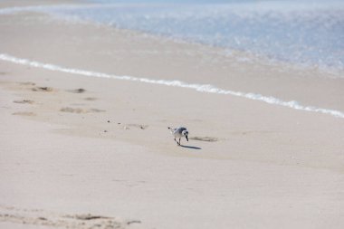 Sanderling, Portekiz 'in kumlu sahilinde 10.2025' te hafif dalgaların kıyısında yiyecek arıyor..