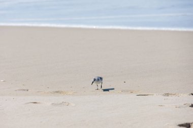 Sanderling, sakin kıyı şeridi yakınlarındaki parlak güneşli kumda yürüyor. Portekiz, Ovar Furadouro, 10.10.2025.
