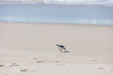 Portekiz 'in sakin suları yakınındaki kumlu kumsalda kumdan beslenen Ovar Furadouro, 10.10.2025.
