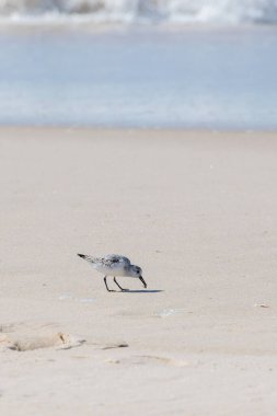 Portekiz 'in sakin suları yakınındaki kumlu kumsalda kumdan beslenen Ovar Furadouro, 10.10.2025.