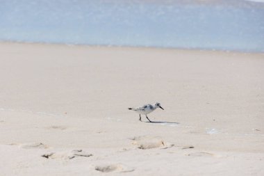 Sanderling yumuşak kumlu plajda dalga kenarına yaklaşıyor Portekiz, Ovar Furadouro, 10.2025.