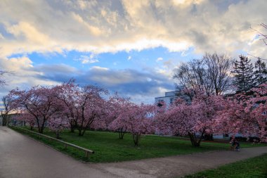 Münih 'teki Petuelpark' ta baharda bulutlu bir günde çiçek açan süslü kiraz ağaçları.