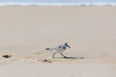 Sanderling, güneşli sahil boyunca yürüyor. Nazik Portekiz kıyısı, Ovar Furadouro, 10.10.2025.