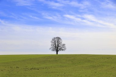 Güneşli bir bahar gününde, Bavyera 'nın Schwabmnchen kasabası yakınlarındaki yeşil bir çayırda tek başına duran çıplak bir ağaç..
