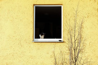 Münih Milbertshofen 'de pencere eşiğinde küllükle açık bir pencerede oturan küçük bir köpek.