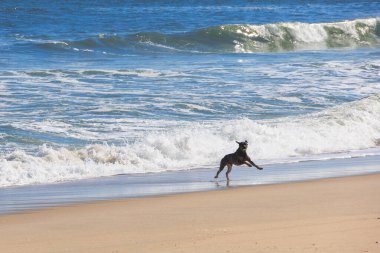 : Arka planda güçlü sörflerle kıyı şeridi boyunca neşeyle koşan köpek Portekiz, Ovar Furadouro, 10.10.2025.